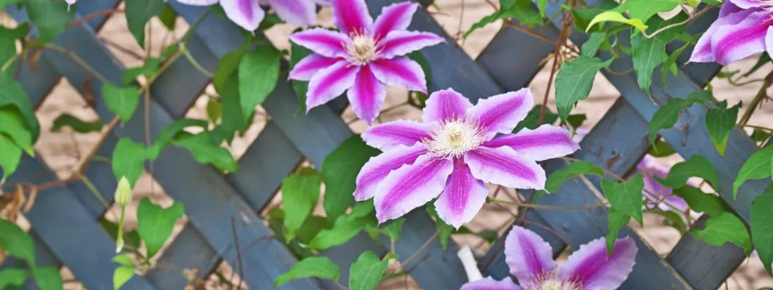 Clematide rampicante