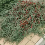 Cotoneaster dammeri pianta tappezzante