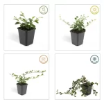 Cotoneaster dammeri stagioni