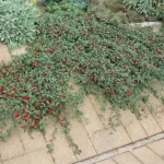 Cotoneaster dammeri tappezzante