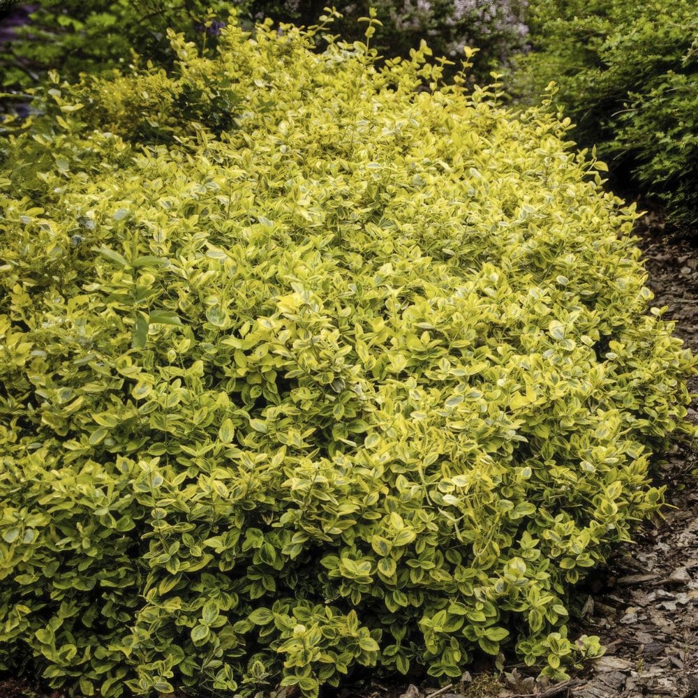 Euonymus fortunei emerald gold tappezzante