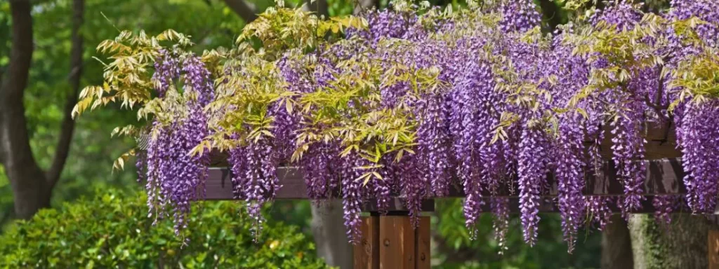 Glicine, quale varietà scegliere e come coltivarlo