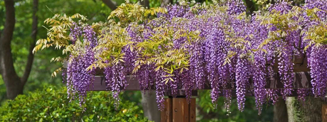 Glicine, quale varietà scegliere e come coltivarlo