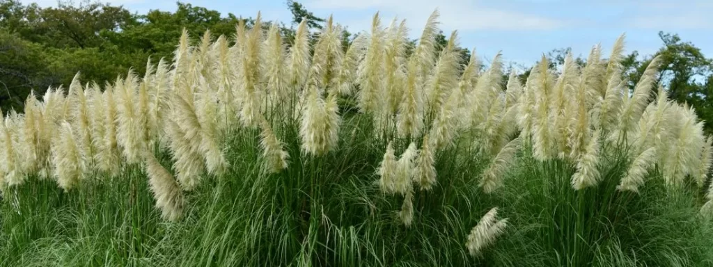 Graminacee ornamentali