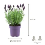 Lavanda stoechas 'Anouk' dimensioni