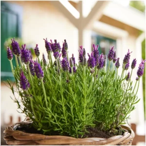 Lavanda stoechas 'Anouk' in vaso