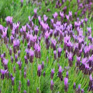 Lavanda stoechas anouk