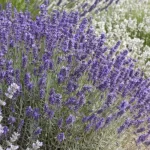 Lavandula hidcote