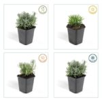 Lavandula hidcote 4 stagioni