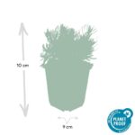 Lavandula hidcote vaso 9cm misure