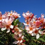 Oleandro nano fiore salmone