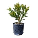 Oleandro nano salmone