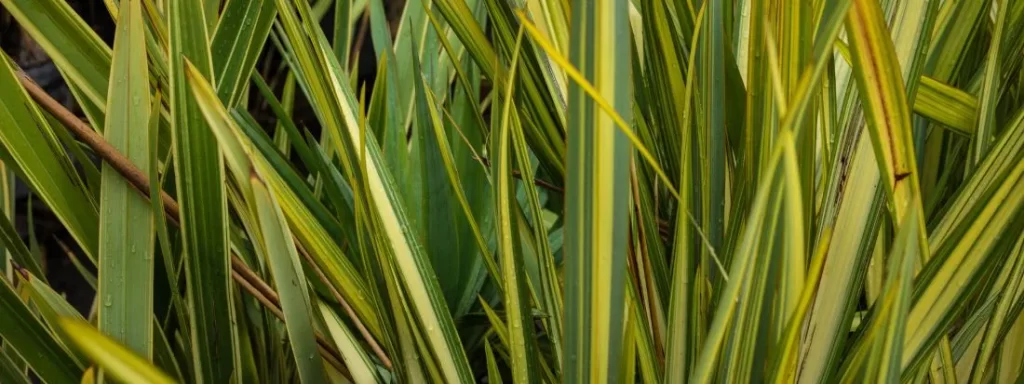 Phormium tenax