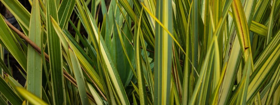 Phormium tenax