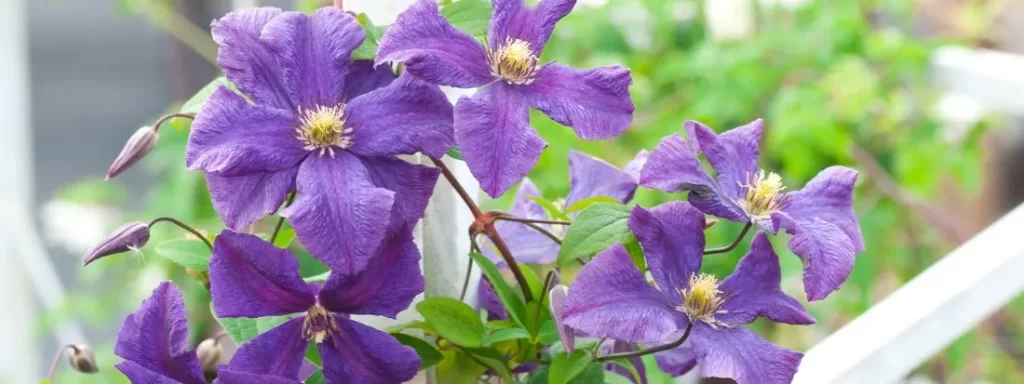 Potatura clematis