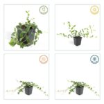 Vinca minor 'Alba' stagioni