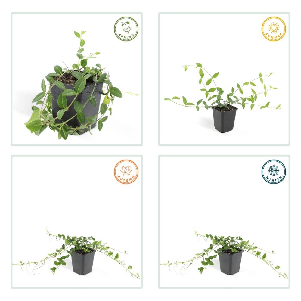 Vinca minor 'Alba' stagioni