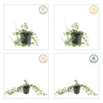 Vinca minor 'Atropurpurea' stagioni