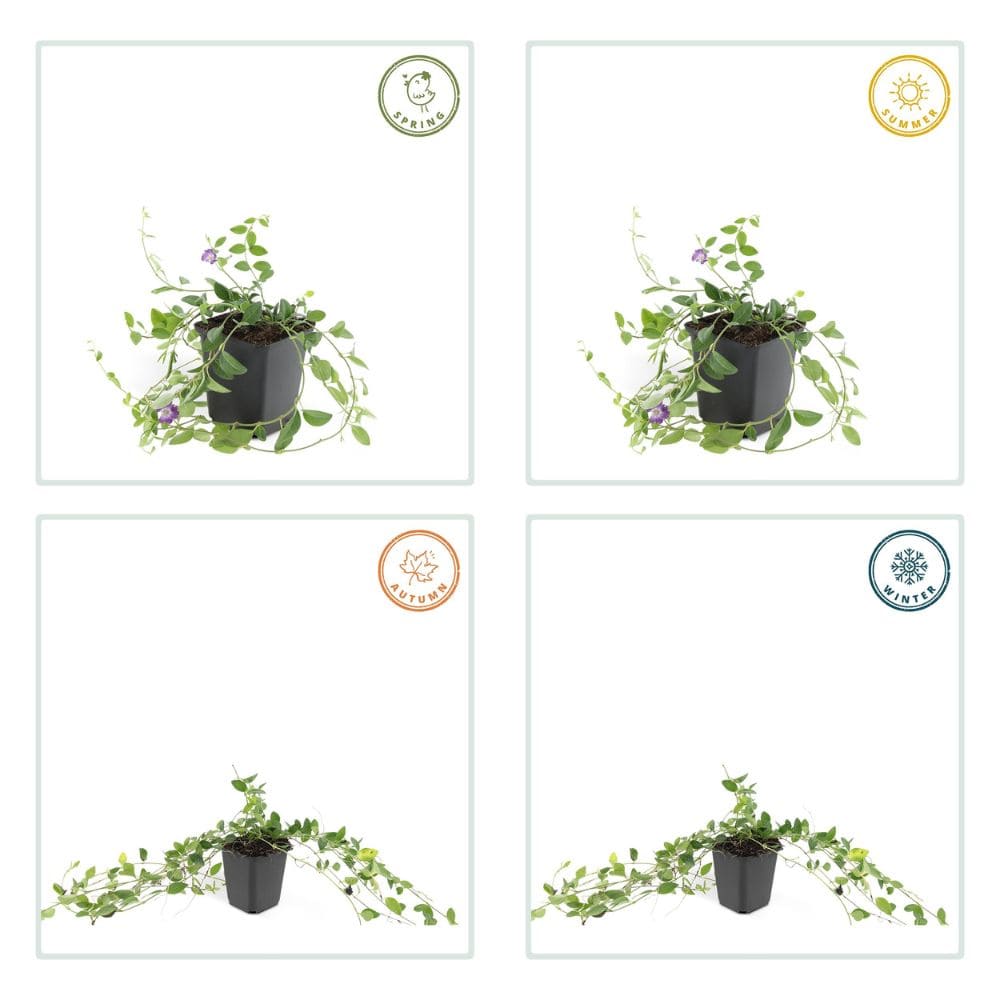 Vinca minor 'Atropurpurea' stagioni