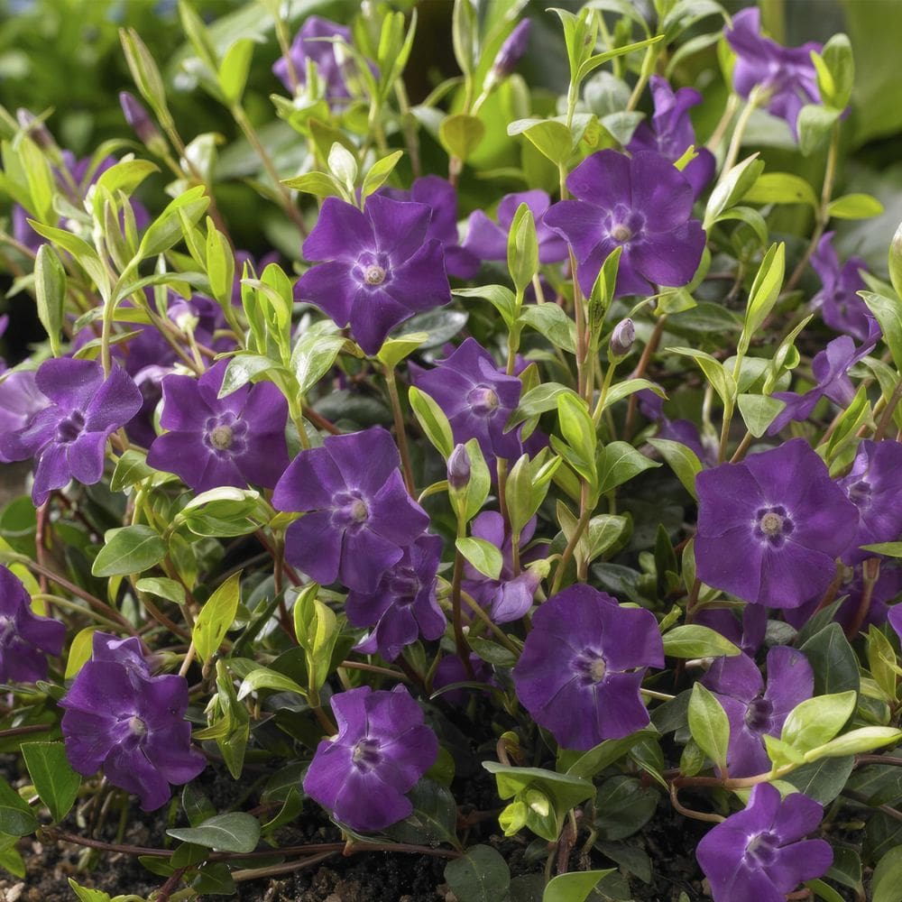 Vinca minor 'Atropurpurea' tappezzante