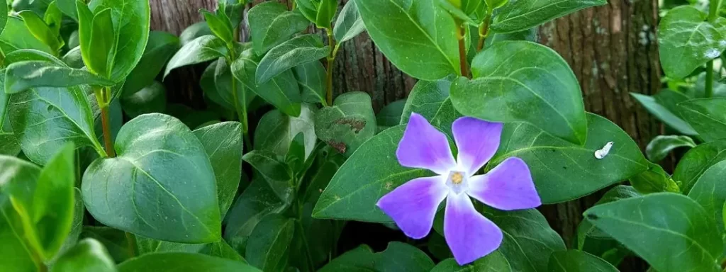 Vinca o pervinca