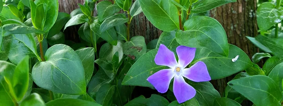 Vinca o pervinca