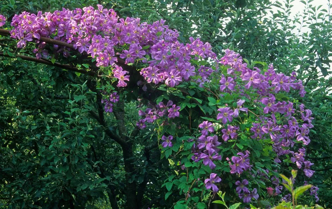 clematis rampicante