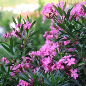 nerium oleander rosa in fiore