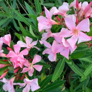 oleandro rosa nerium oleander