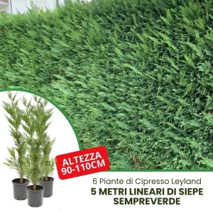 POWERS TO FLOWERS – Cipresso Wilma XXL In Vaso 17, Altezza 70cm, Pianta Vera Da Interno/Esterno