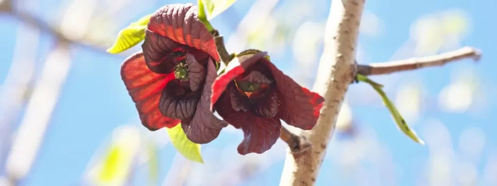 Banano di montagna una pianta da frutto tropicale che resiste al freddo