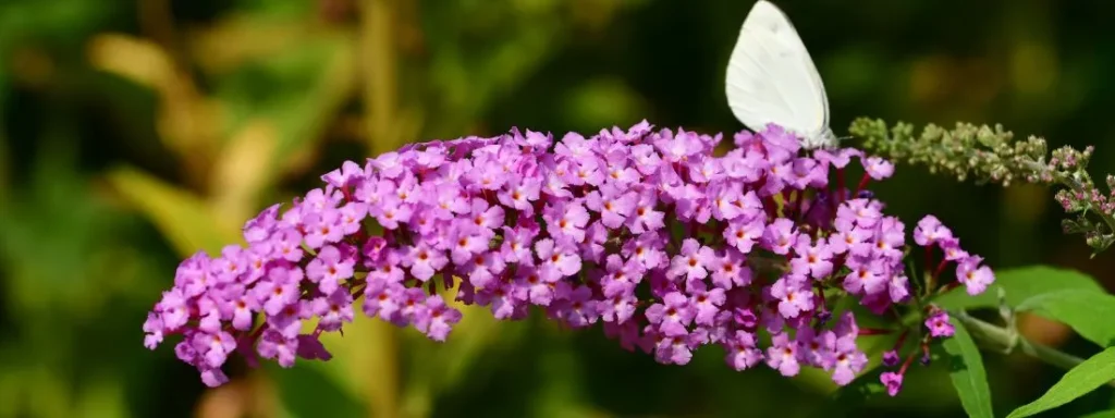 Buddleja pianta