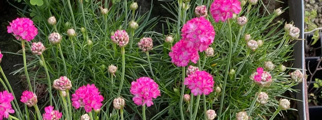 armeria marittima