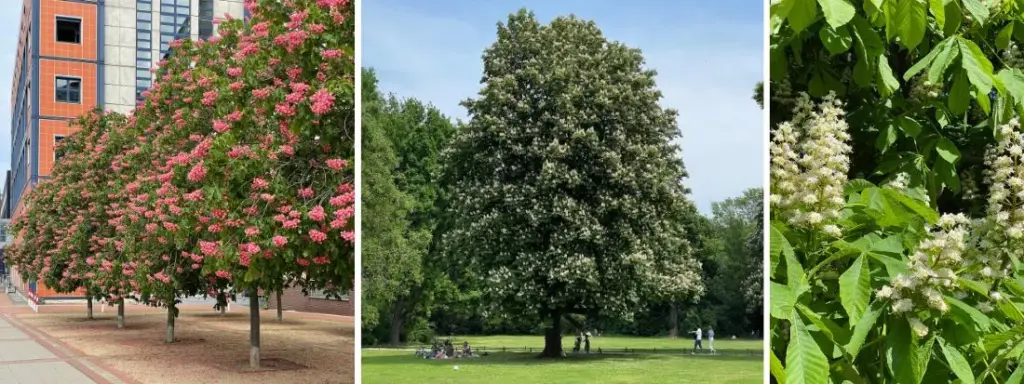 ippocastano albero maestoso
