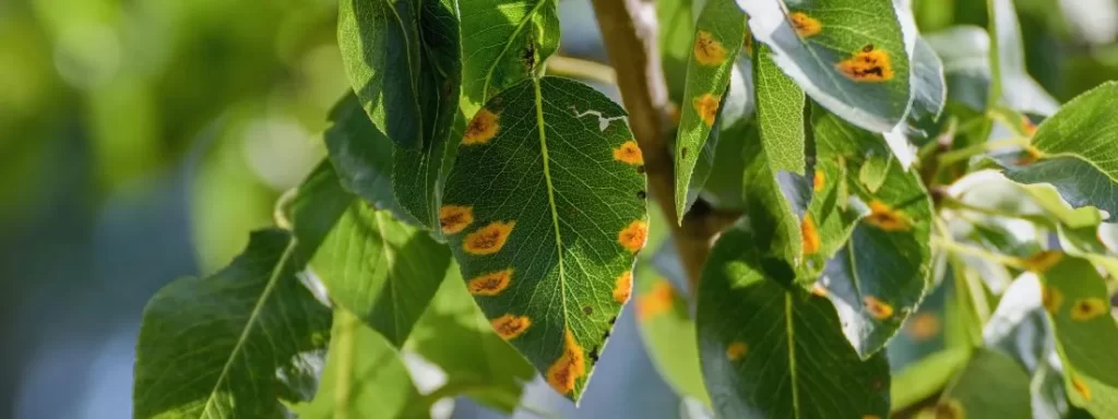ruggine delle piante