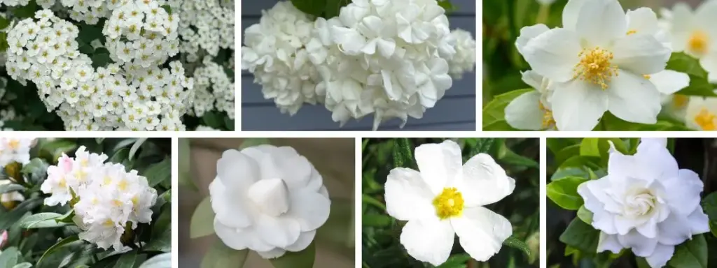 10 piante con fiori bianchi da esterno