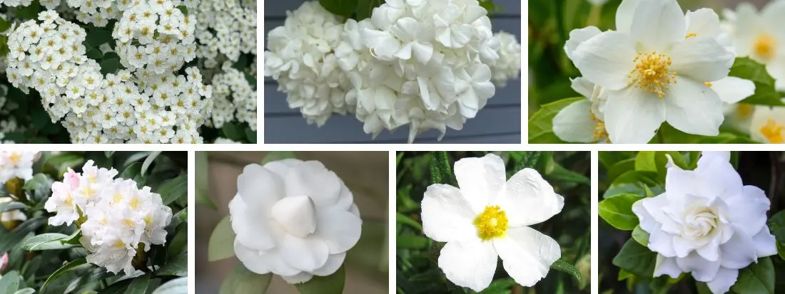 10 piante con fiori bianchi da esterno