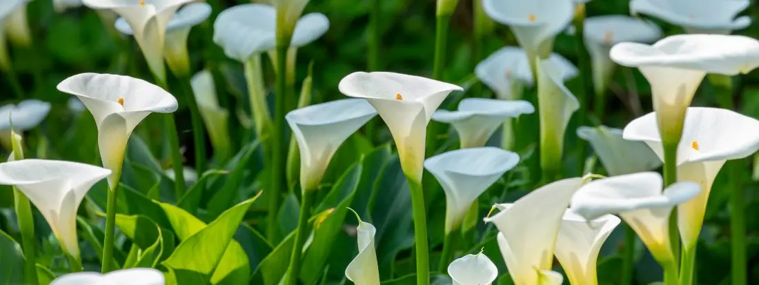 Calla Zantedeschia aethiopica