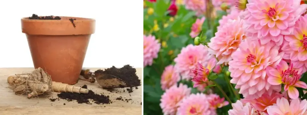 Come e Quando Piantare i Bulbi di Dalia