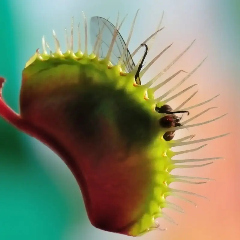 Dionea muscipula con insetto