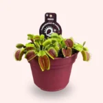 Dionea muscipula pianta carnivora