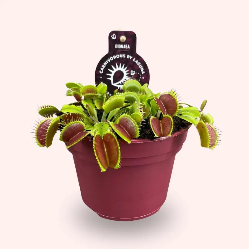 Dionea muscipula pianta carnivora