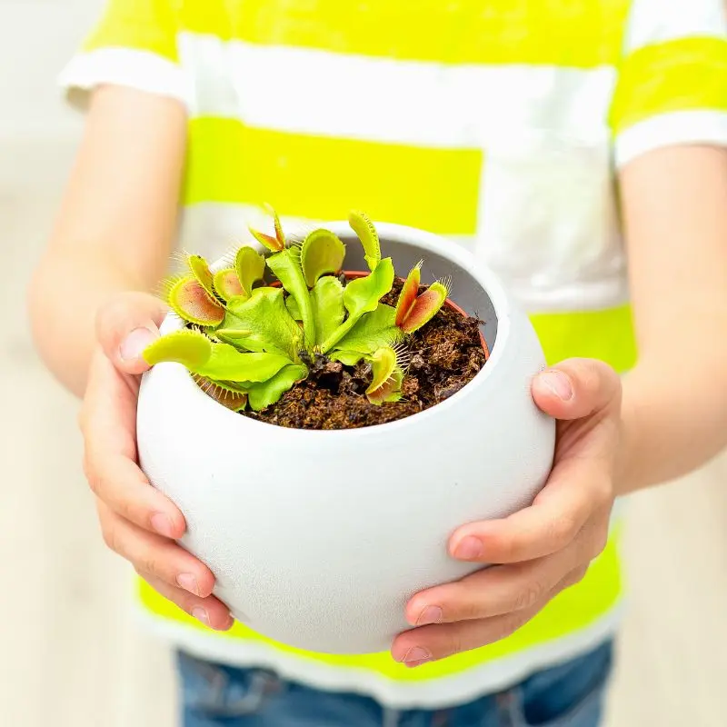 Dionea muscipula posizione