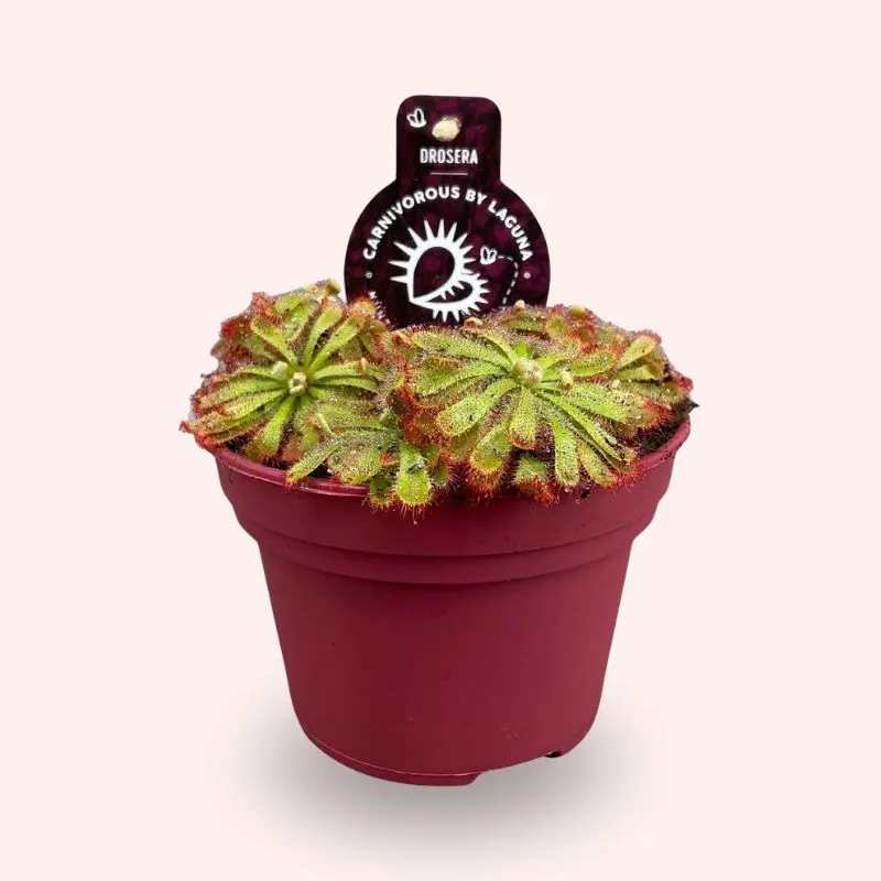 Drosera Aliciae pianta carnivora