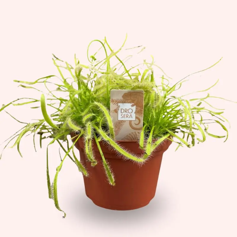 Drosera Capensis pianta carnivora