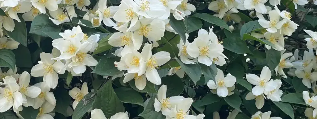 Filadelfo Comune (Philadelphus coronarius) Coltivazione, Cura e Caratteristiche
