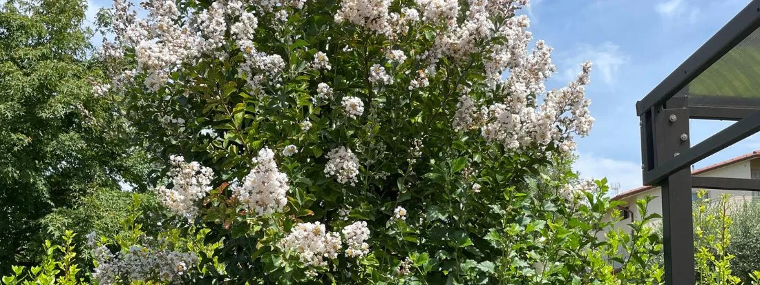 Lagerstroemia bianca