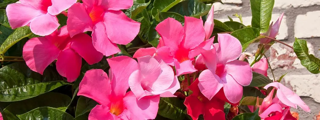 Mandevilla sanderi o Dipladenia