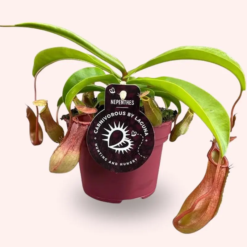 Nepenthes Alata pianta carnivora