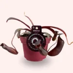 Nepenthes Rebecca Soper pianta carnivora